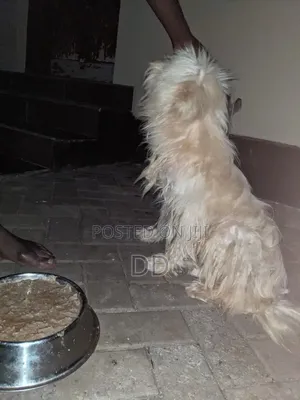 3-6 months Male Purebred Maltese
