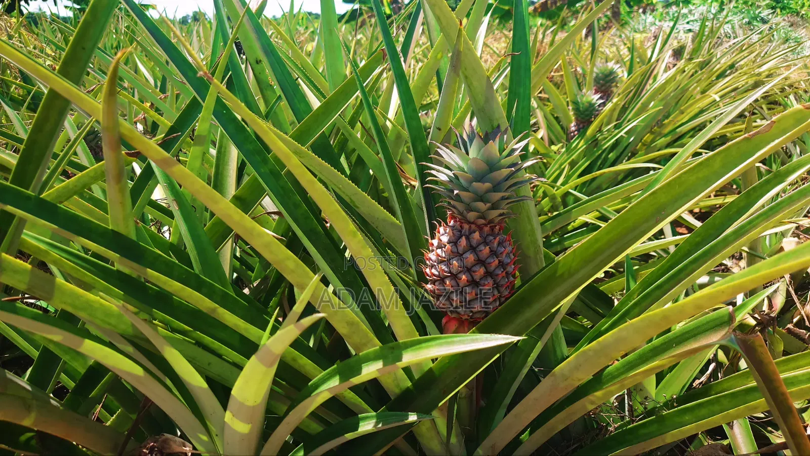 Shamba La Ekari 10 Na Nyumba Za Kisasa 2 Linauzwa Kiwangwa Bagamoyo