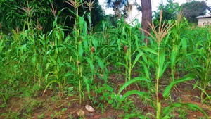 Shamba La Ekari 10 Na Nyumba Za Kisasa 2 Linauzwa Kiwangwa Bagamoyo
