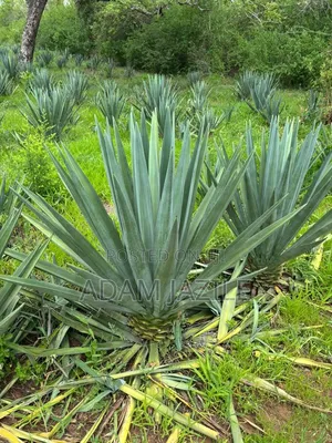 Shamba La Mkonge Ekari 30 Linauzwa Mkata