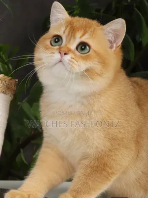 1-3 months Male Purebred British Shorthair