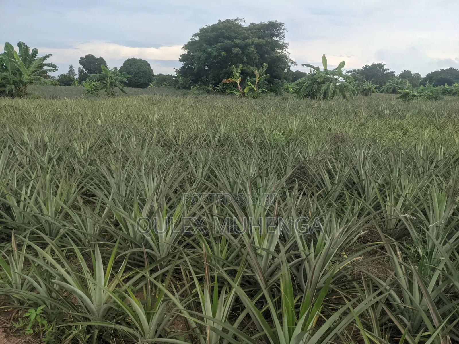 Big Farming Welcome Bagamoyo Tanzania