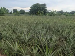 Big Farming Welcome Bagamoyo Tanzania