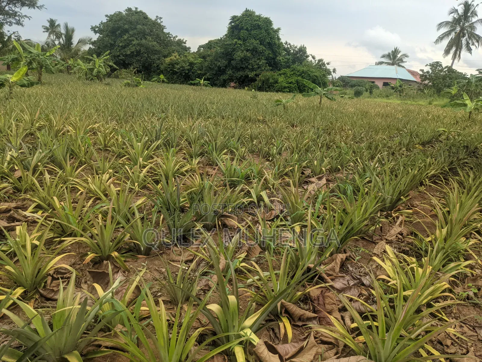 Big Farming Welcome Bagamoyo Tanzania