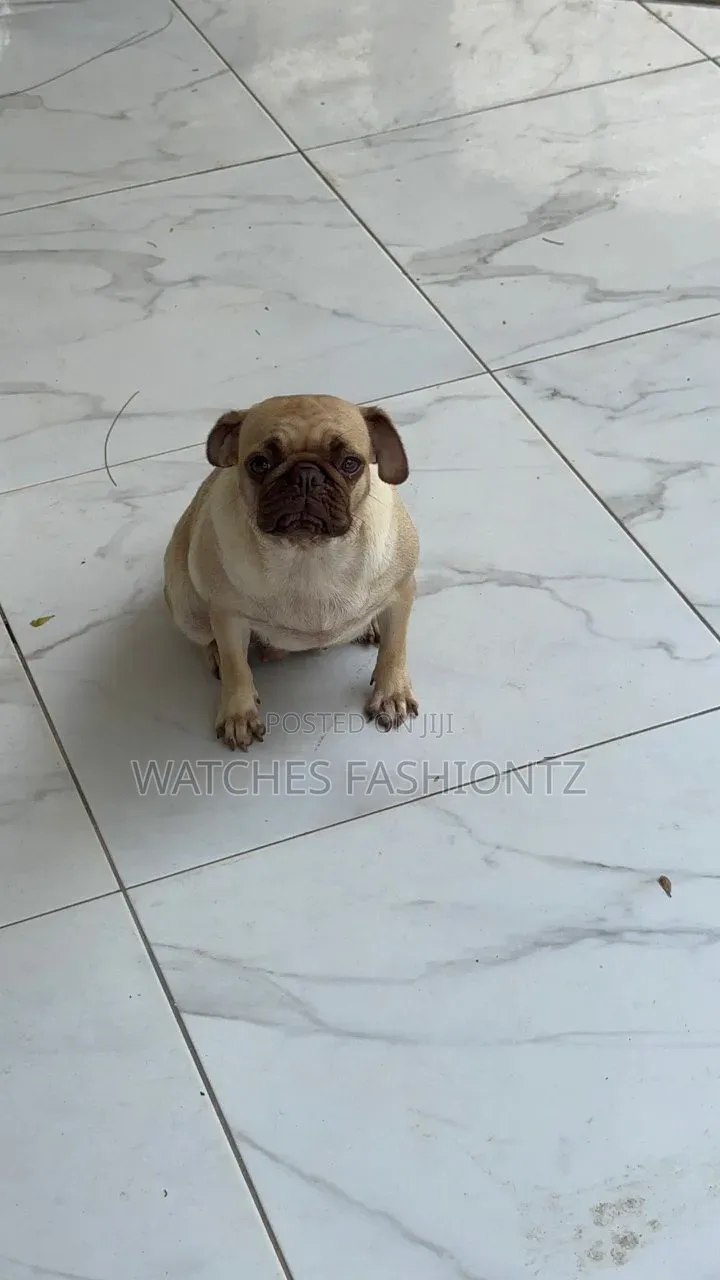 1+ year Female Purebred Pug