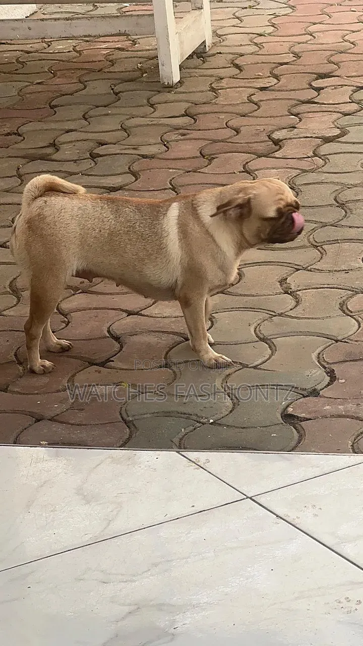1+ year Female Purebred Pug