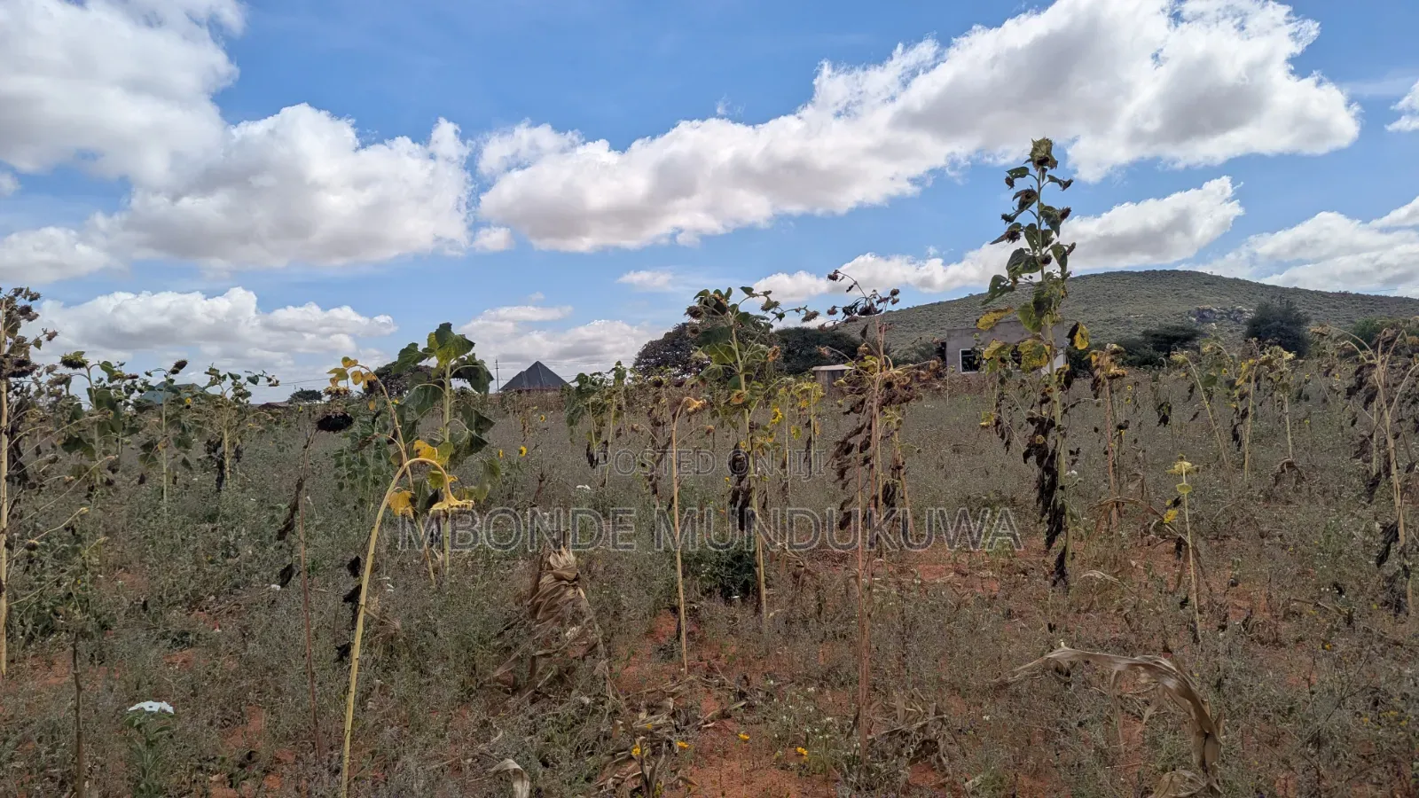 Kiwanja Kikubwa Udom
