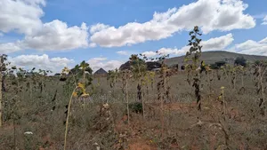 Kiwanja Kikubwa Udom