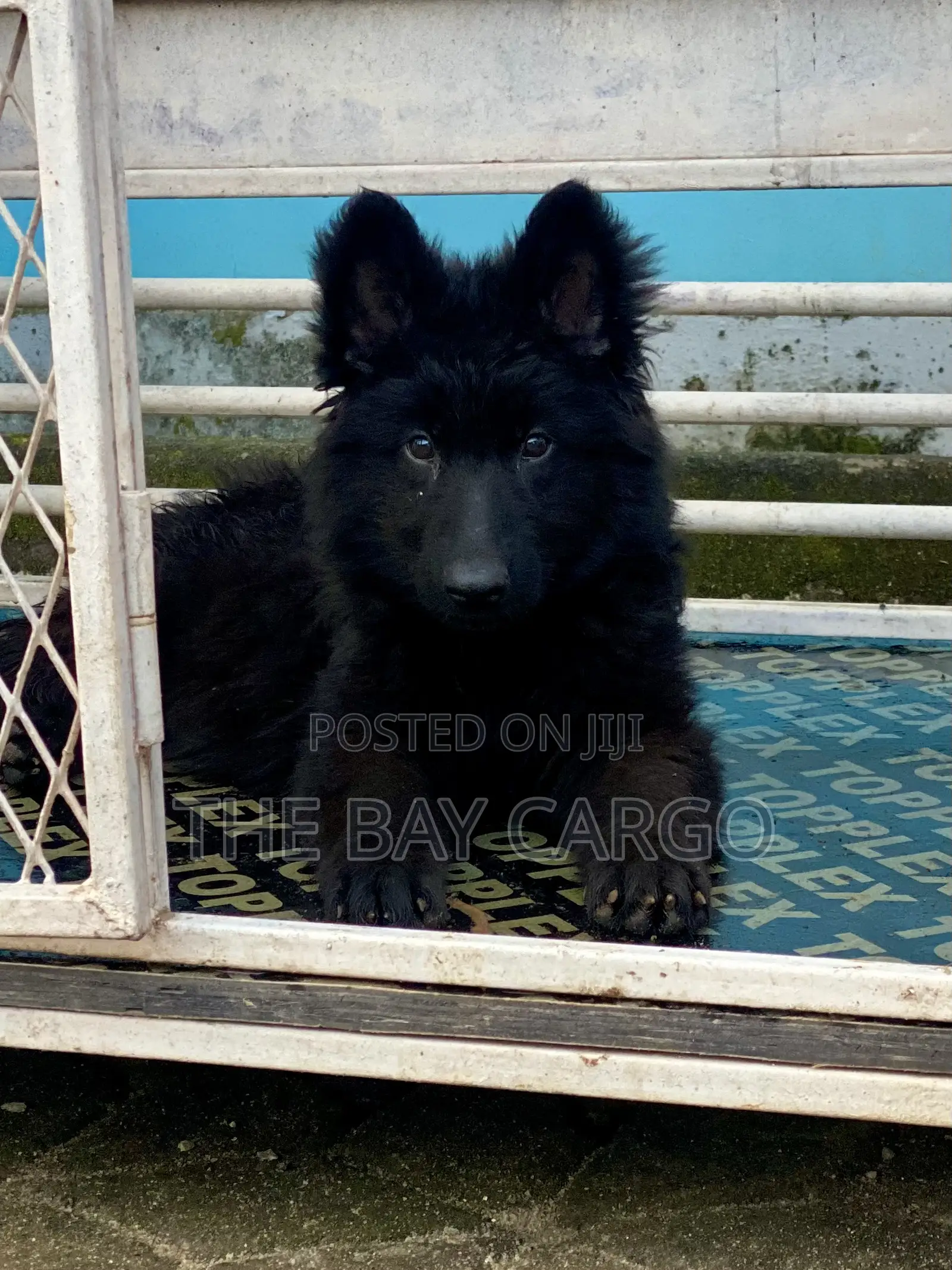 1-3 months Male Purebred German Shepherd