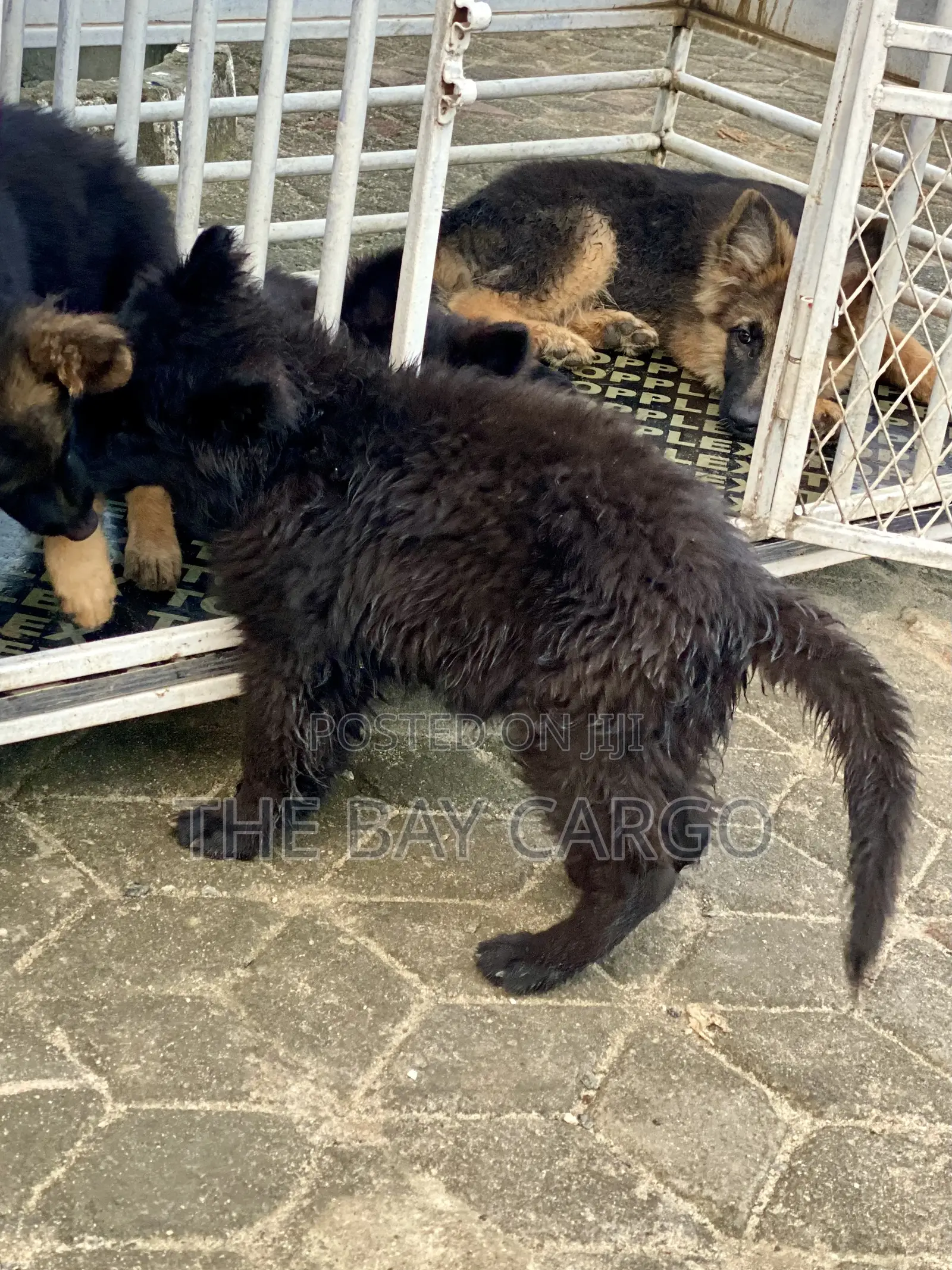 1-3 months Male Purebred German Shepherd