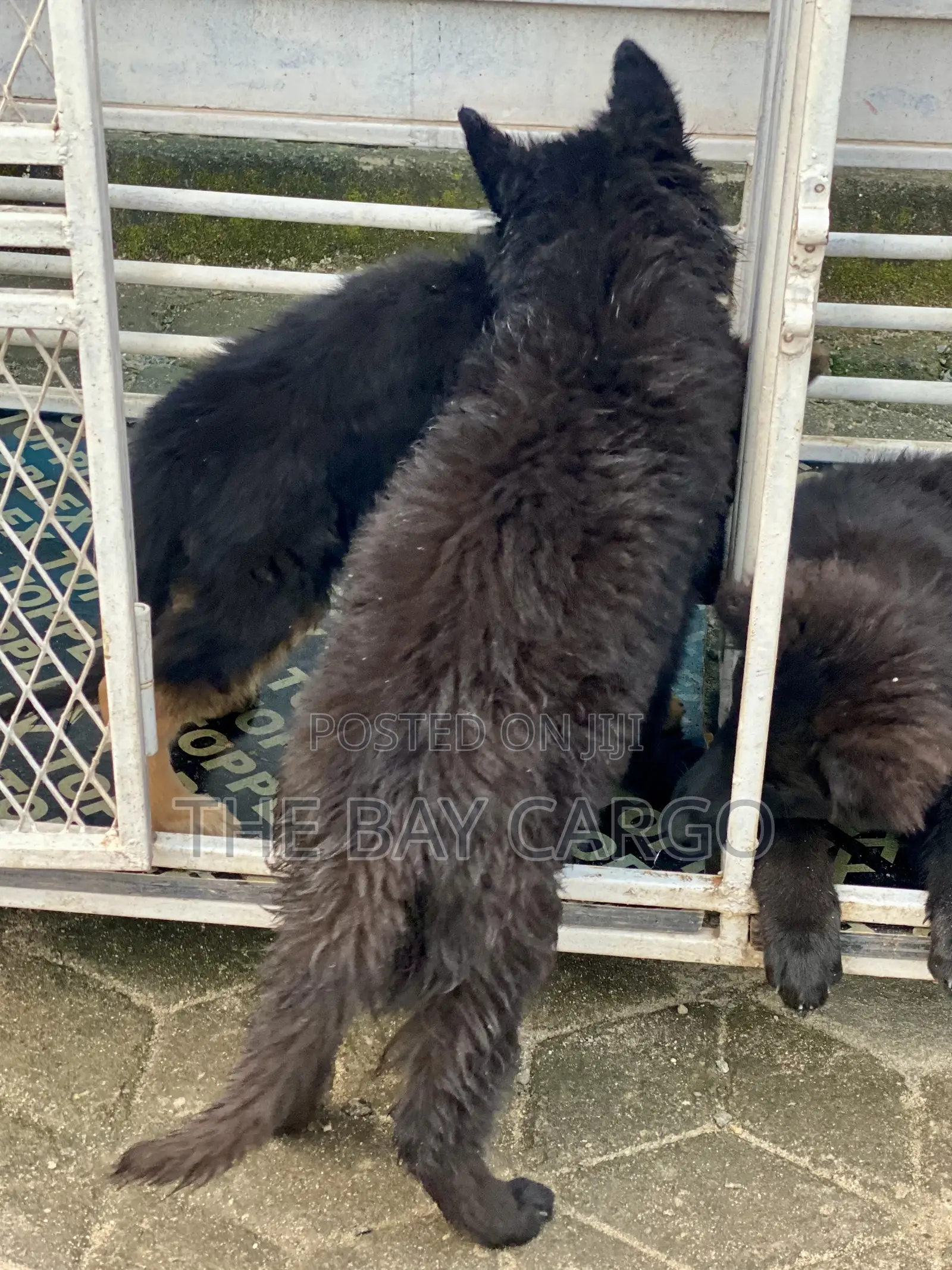 1-3 months Male Purebred German Shepherd