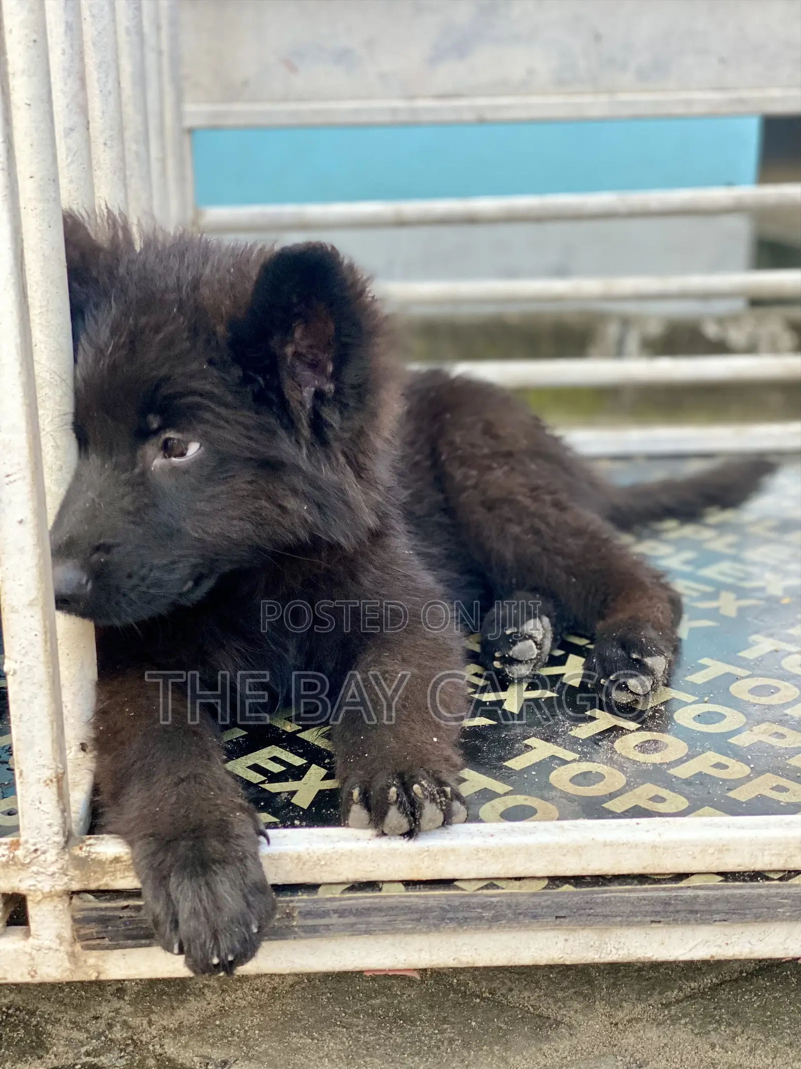 1-3 months Male Purebred German Shepherd