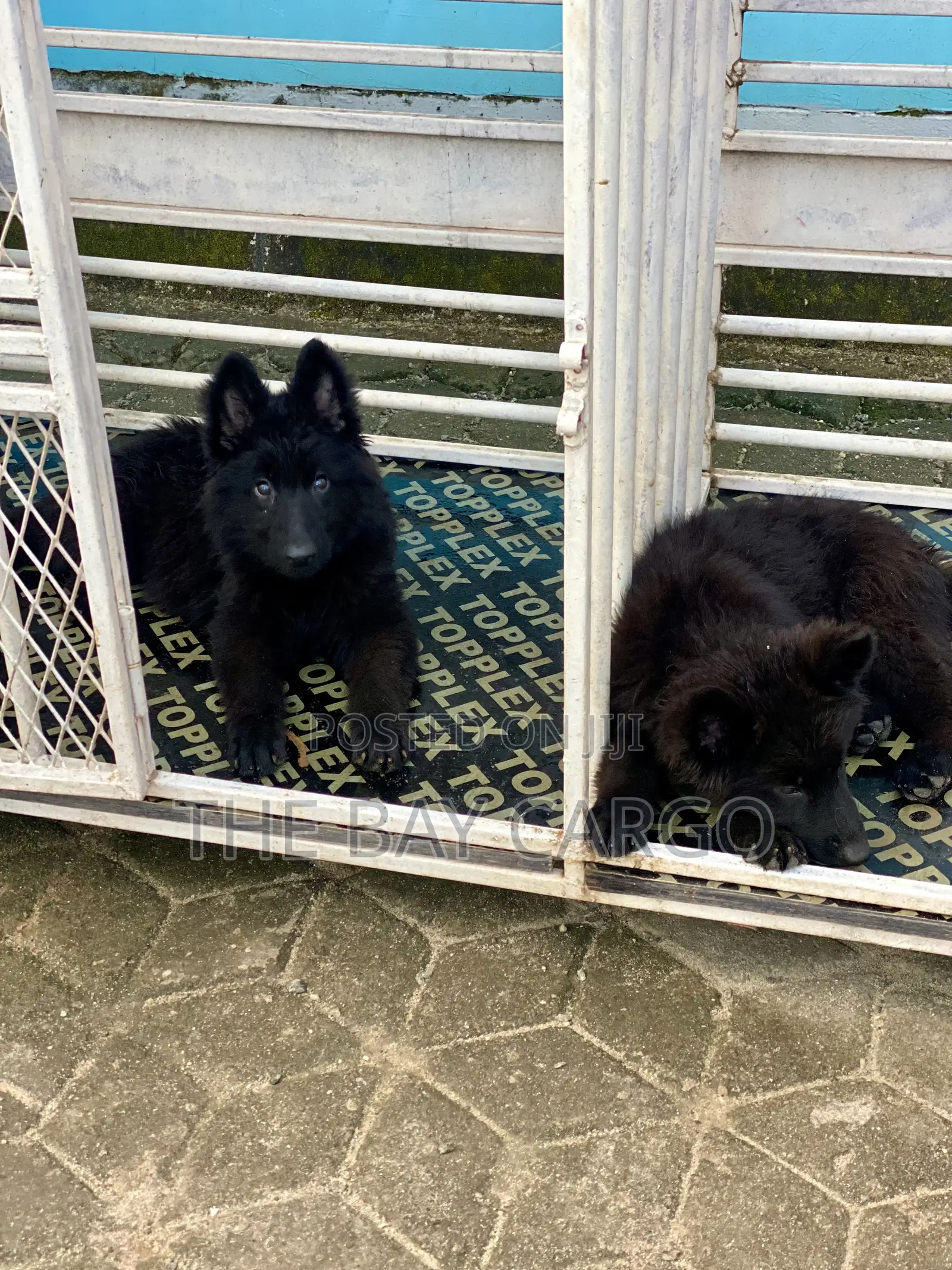 1-3 months Male Purebred German Shepherd