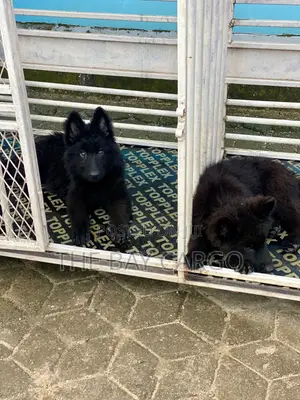 1-3 months Male Purebred German Shepherd