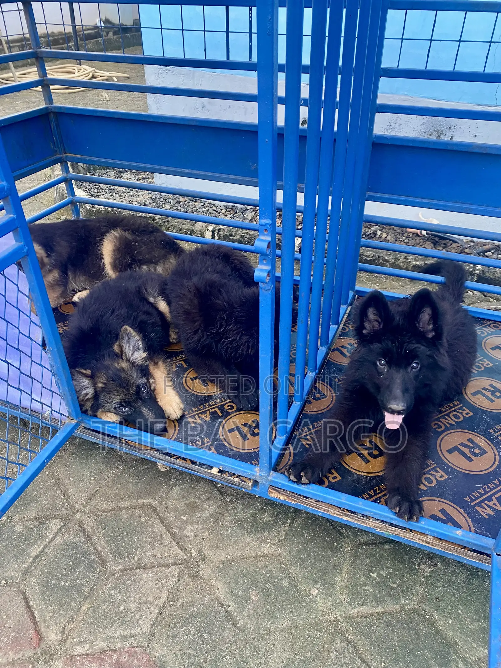 1-3 months Male Purebred German Shepherd
