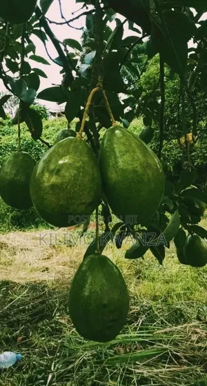 Chouquetes(Parachichi Kubwa Za Burundi)
