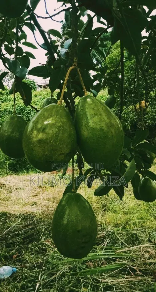 Chouquetes(Parachichi Kubwa Za Burundi)