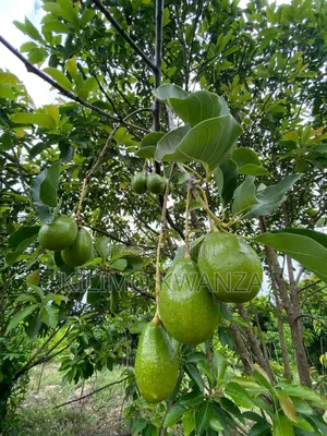 Chouquetes(Parachichi Kubwa Za Burundi)