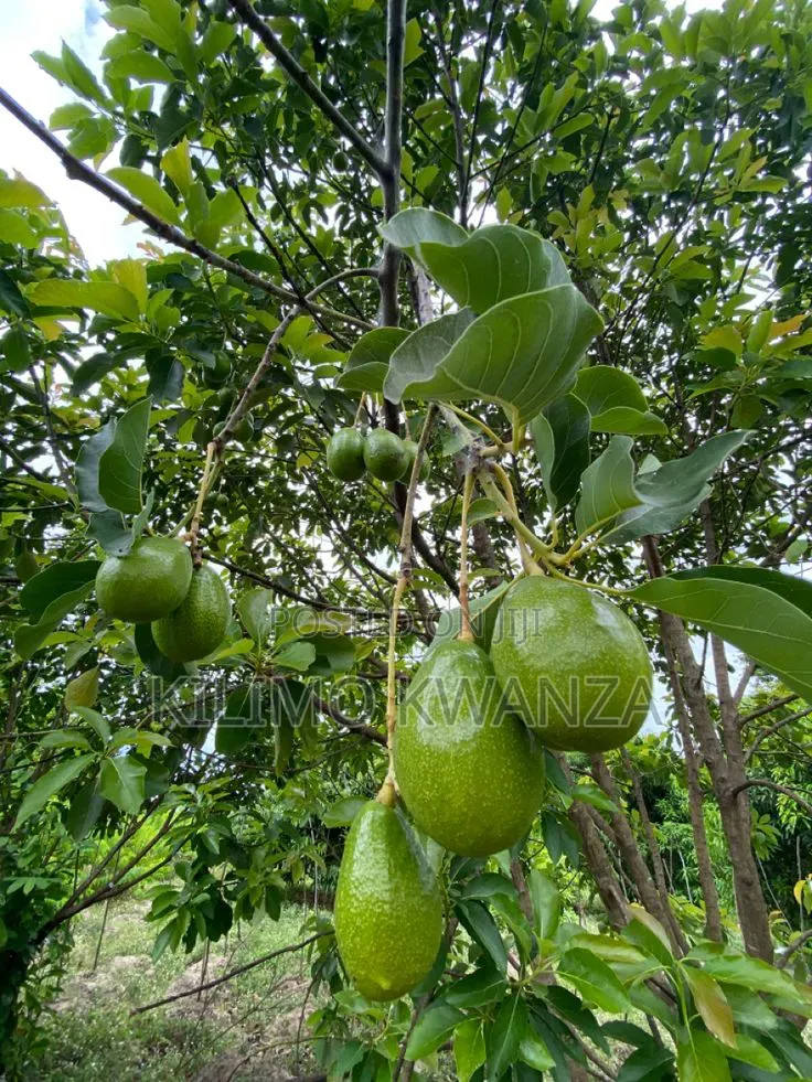 Chouquetes(Parachichi Kubwa Za Burundi)