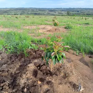 Chouquetes(Parachichi Kubwa Za Burundi)