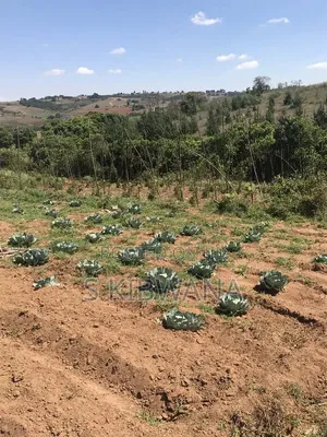 110 Acres of Opportunity Premium Farm for Sale Mufindi, Iringa