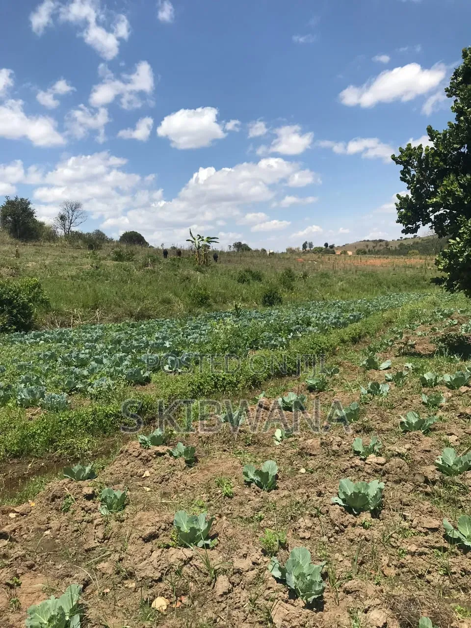 110 Acres of Opportunity Premium Farm for Sale Mufindi, Iringa