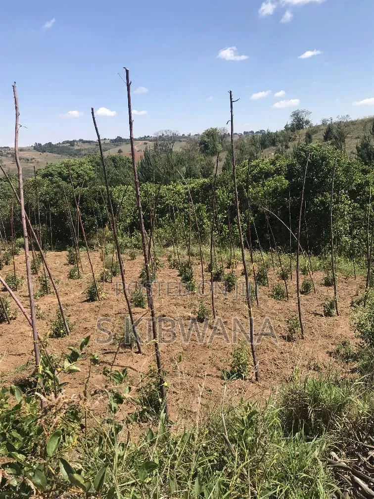 110 Acres of Opportunity Premium Farm for Sale Mufindi, Iringa