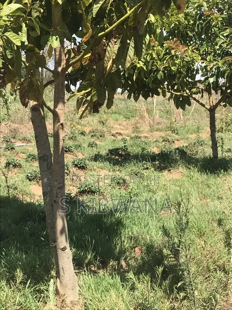 110 Acres of Opportunity Premium Farm for Sale Mufindi, Iringa