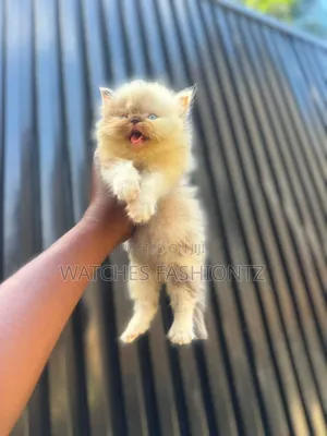 1-3 months Female Purebred Persian
