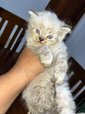 1-3 months Female Purebred Persian