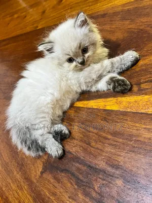 1-3 months Female Purebred Persian