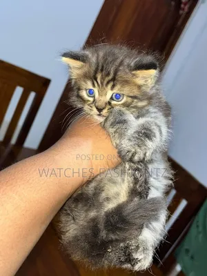 0-1 month Male Purebred Persian