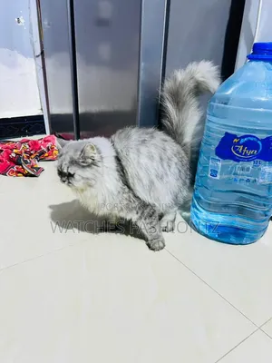 1+ year Female Purebred Persian