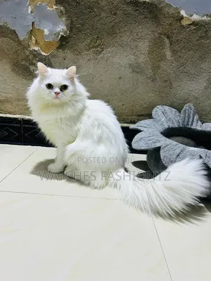 1+ year Male Purebred Persian
