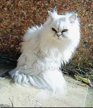1+ year Male Purebred Persian