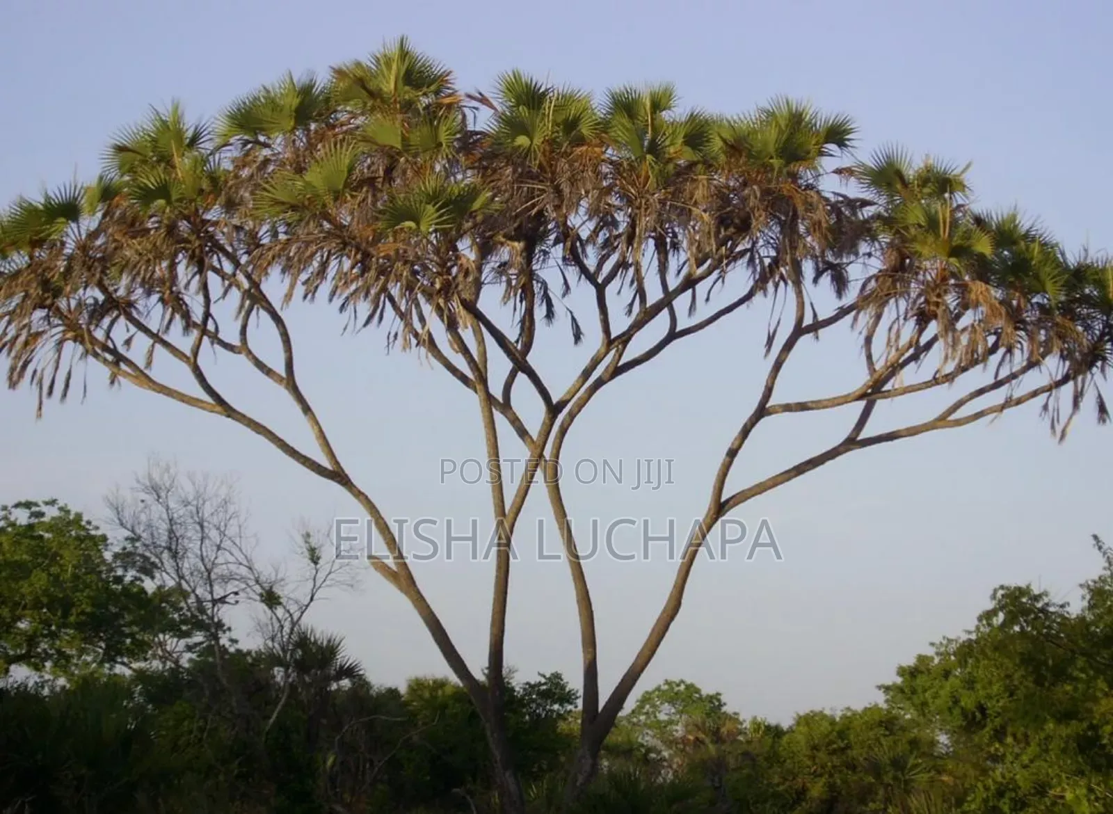 Beach Plot Facing Zanzibar Island For Sale At Saadani National Park