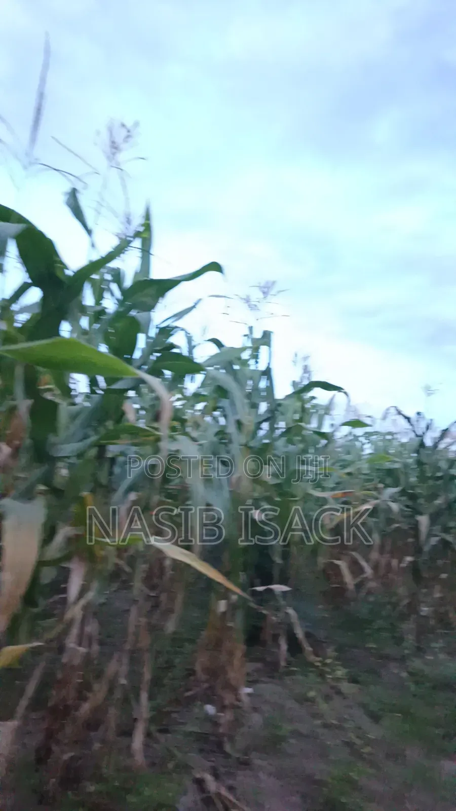 Plot for Sale