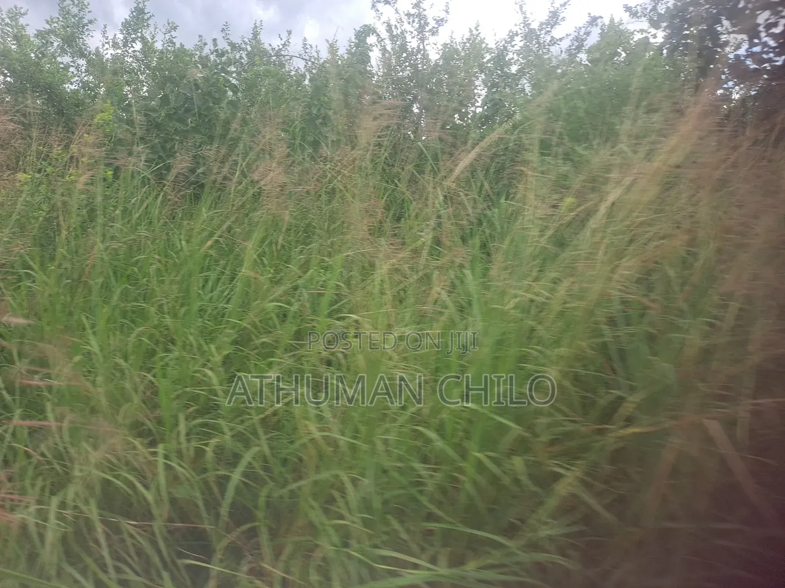 Shamba Linauzwa Lipo Kiwangwa Bagamoyo
