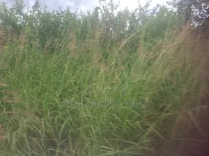 Shamba Linauzwa Lipo Kiwangwa Bagamoyo