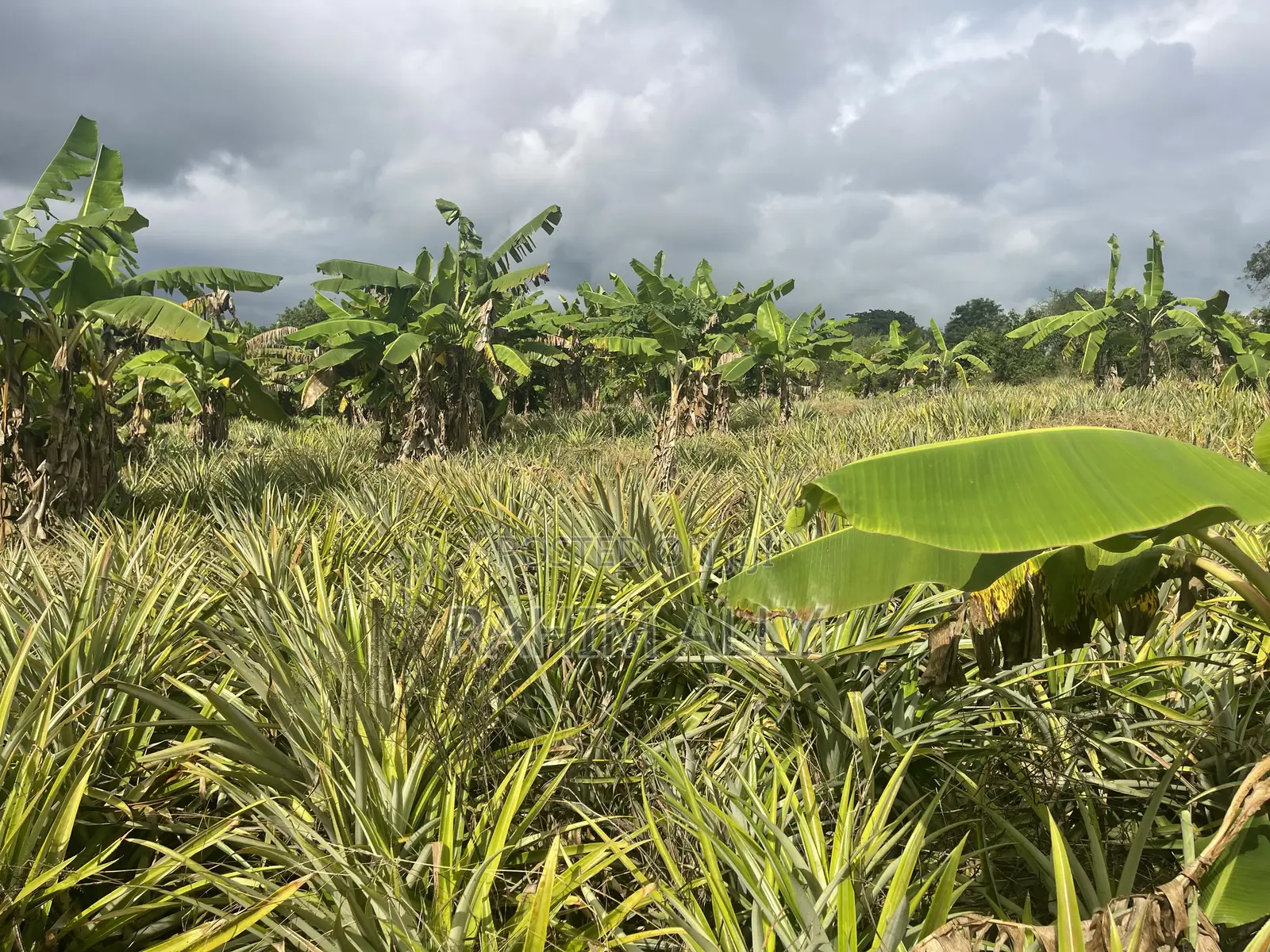 Shamba Linauzwa Kiwangwa Bagamoyo Hekari 5