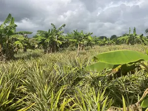 Shamba Linauzwa Kiwangwa Bagamoyo Hekari 5