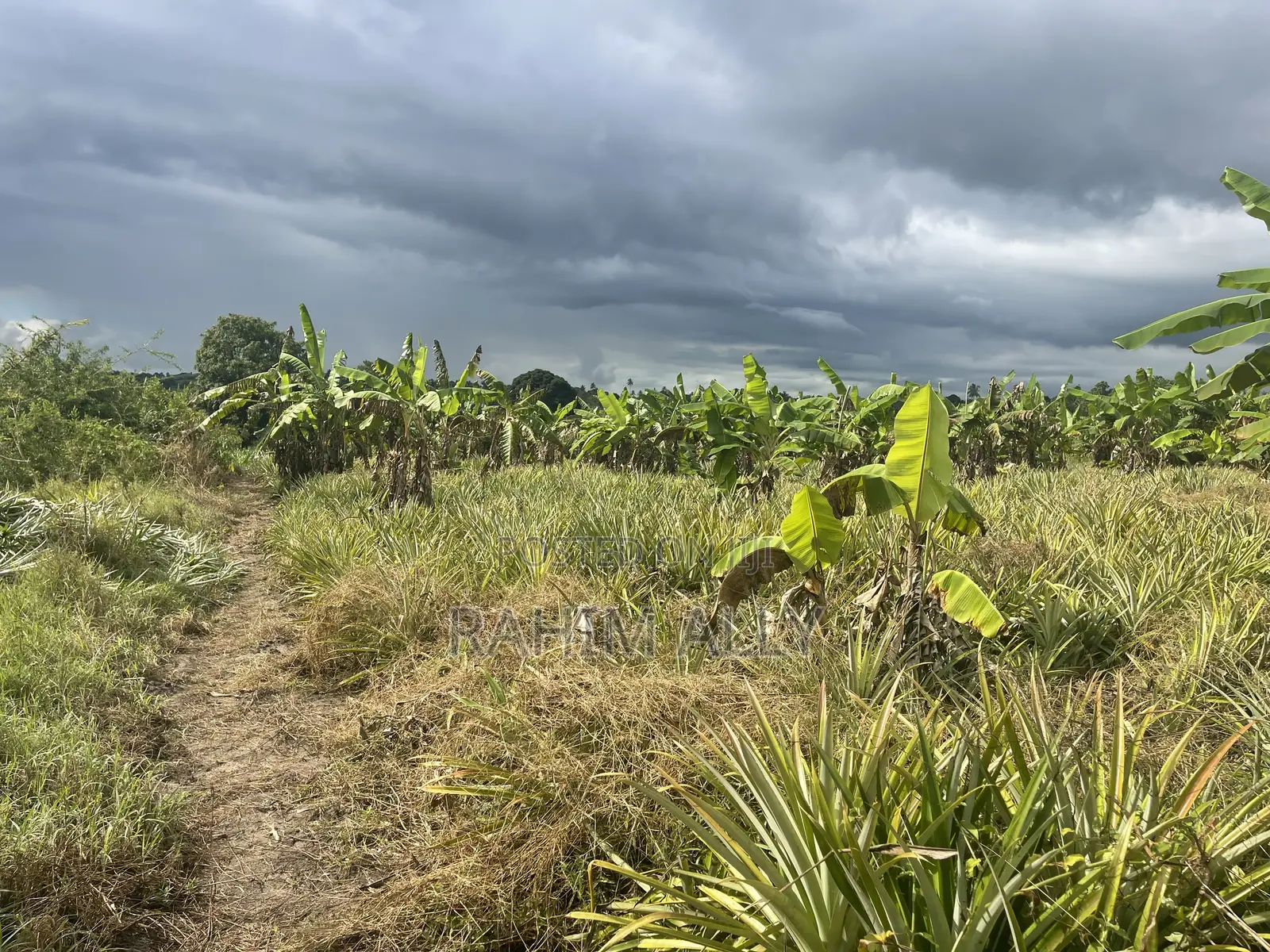 Shamba Linauzwa Kiwangwa Bagamoyo Hekari 5