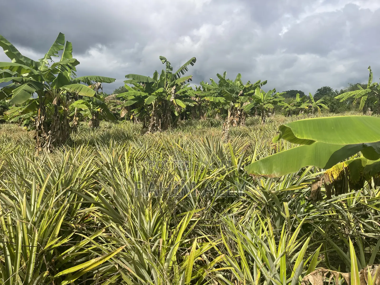 Shamba Linauzwa Kiwangwa Bagamoyo Hekari 5
