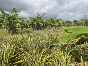 Shamba Linauzwa Kiwangwa Bagamoyo Hekari 5