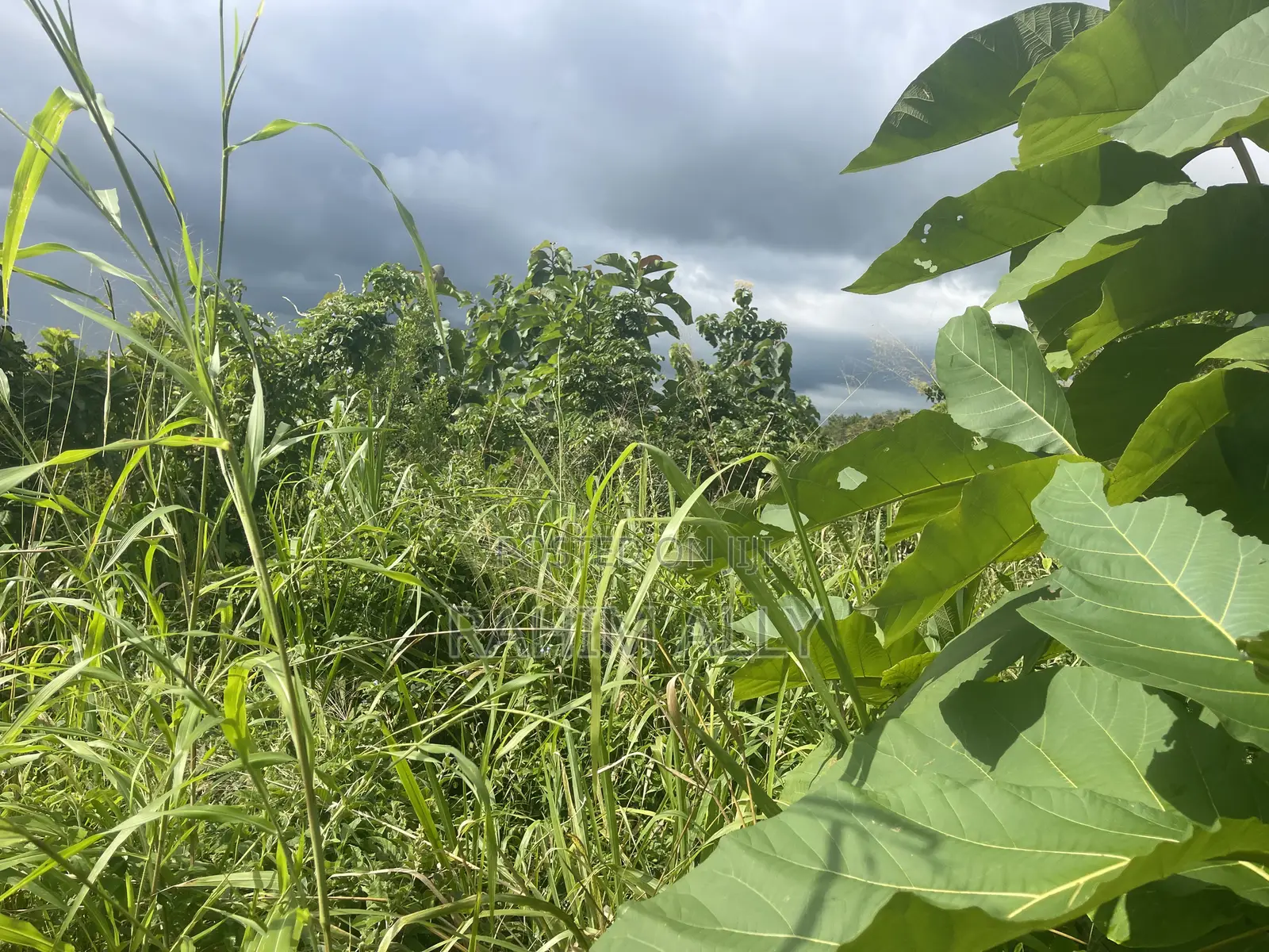 Shamba Linauzwa Kiwangwa Bagamoyo Hekari 5