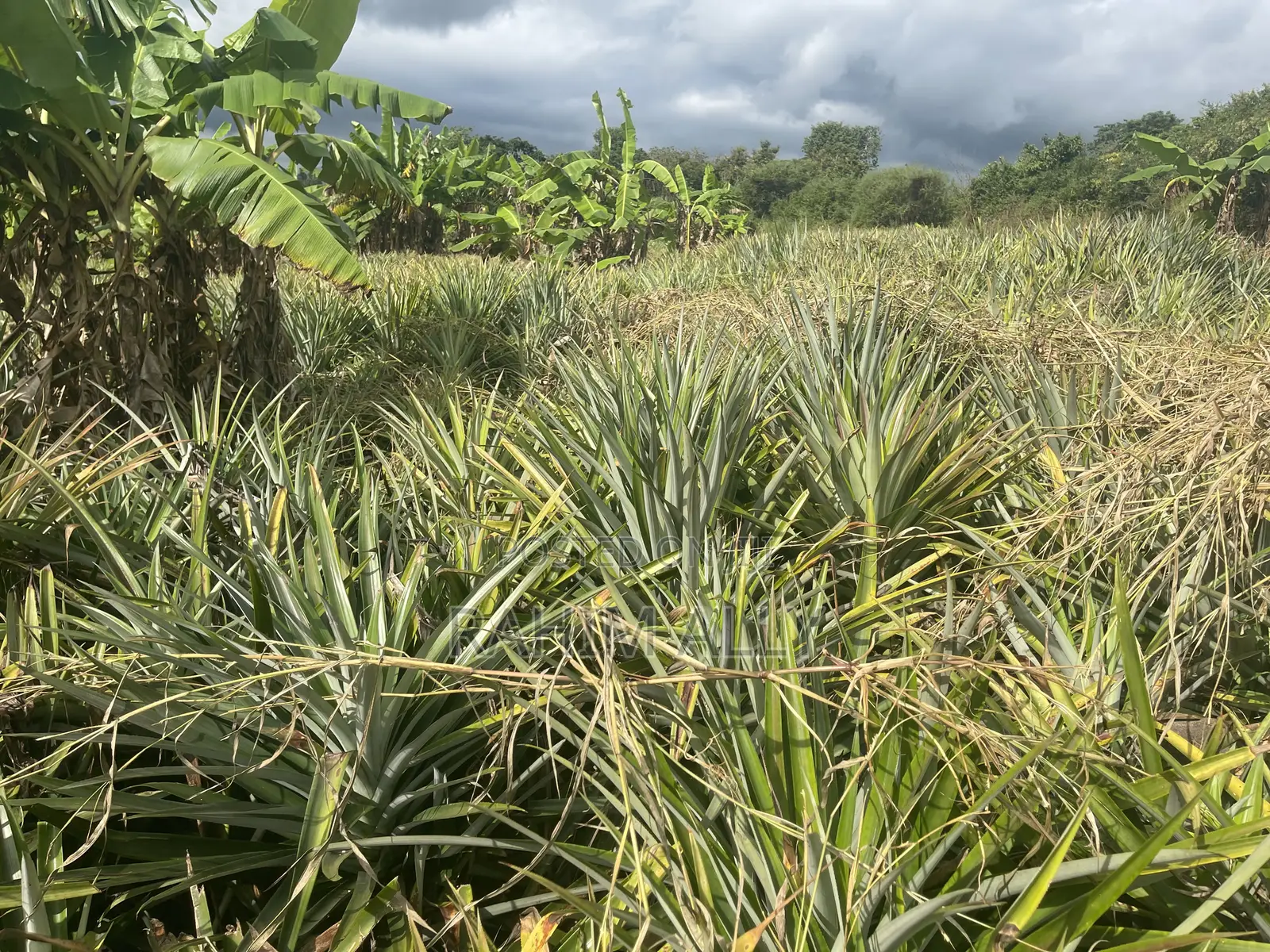 Shamba Linauzwa Kiwangwa Bagamoyo Hekari 5