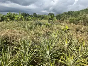 Shamba Linauzwa Kiwangwa Bagamoyo Hekari 5