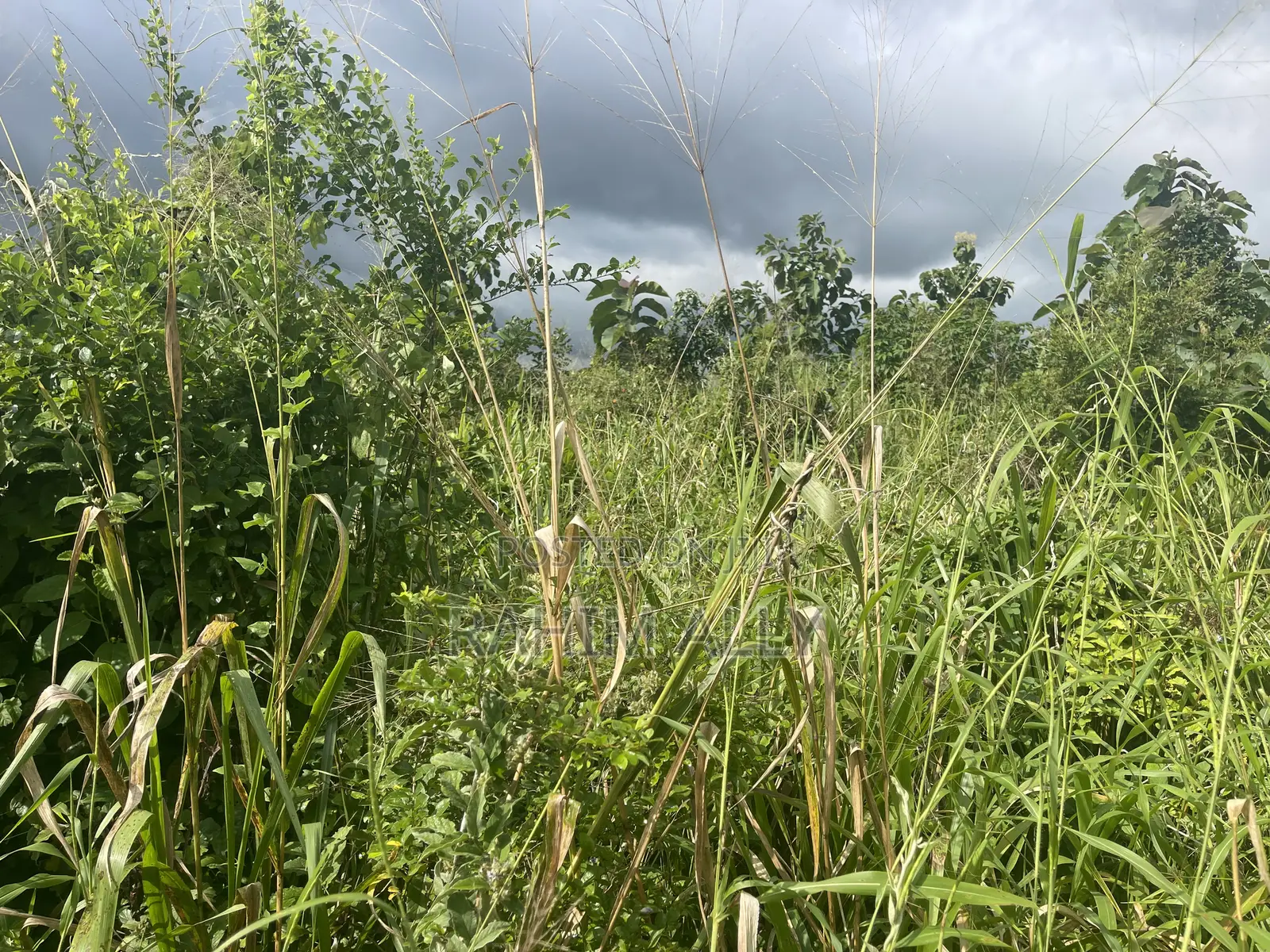 Shamba Linauzwa Kiwangwa Bagamoyo Hekari 5