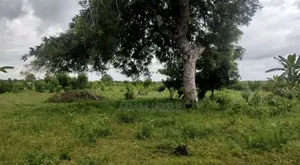 Mabanda Ya Ufugaji Wa Kuku Na Ekari 2 Yanauzwa Bagamoyo Makurunge