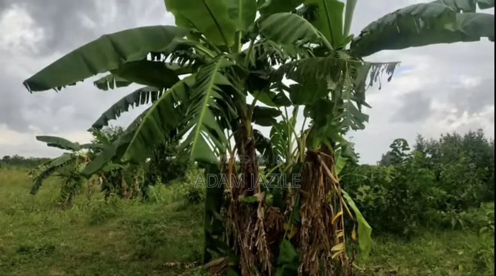 Mabanda Ya Ufugaji Wa Kuku Na Ekari 2 Yanauzwa Bagamoyo Makurunge
